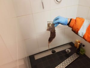 afvoer verstopt in Spijkenisse